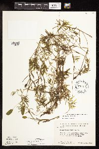 Potamogeton gramineus image