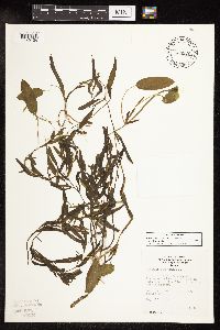 Potamogeton gramineus image