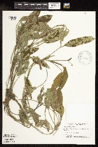 Image Associated With the Occurrence