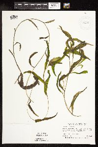 Image Associated With the Occurrence