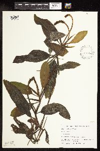 Image Associated With the Occurrence