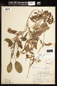 Image Associated With the Occurrence