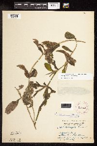 Image Associated With the Occurrence