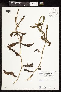 Image Associated With the Occurrence