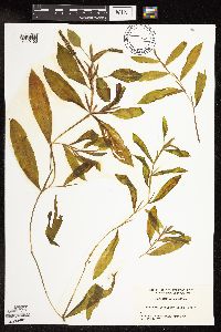 Image Associated With the Occurrence