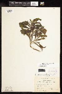 Image Associated With the Occurrence