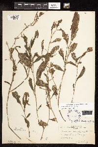 Image Associated With the Occurrence