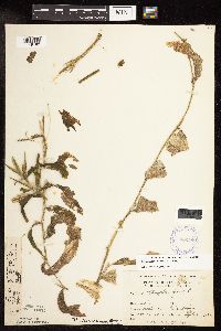 Image Associated With the Occurrence