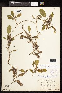 Image Associated With the Occurrence