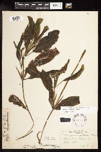 Image Associated With the Occurrence