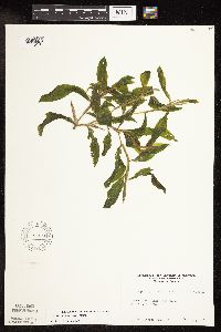 Image Associated With the Occurrence