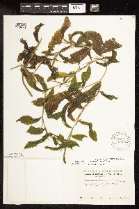 Image Associated With the Occurrence