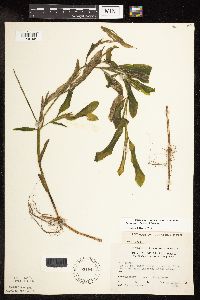 Image Associated With the Occurrence