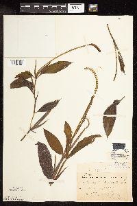 Image Associated With the Occurrence