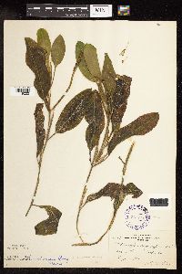 Image Associated With the Occurrence