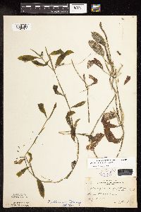 Image Associated With the Occurrence