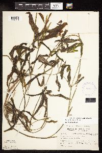 Image Associated With the Occurrence