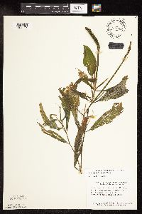 Image Associated With the Occurrence