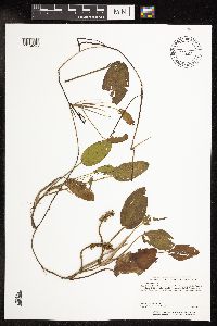 Image Associated With the Occurrence