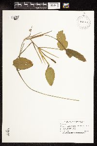 Image Associated With the Occurrence