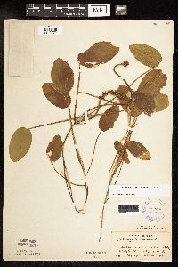 Image Associated With the Occurrence