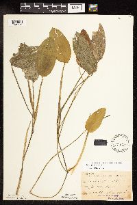 Image Associated With the Occurrence