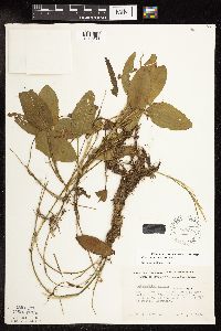 Image Associated With the Occurrence