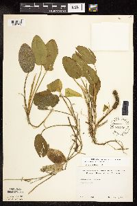 Image Associated With the Occurrence