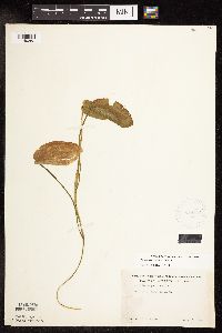 Image Associated With the Occurrence