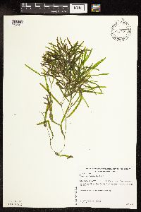 Potamogeton obtusifolius image