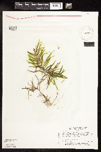 Potamogeton obtusifolius image