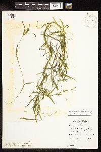 Potamogeton obtusifolius image