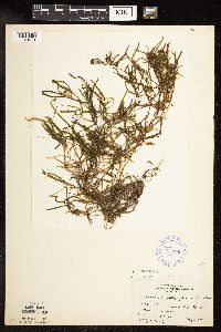 Potamogeton obtusifolius image