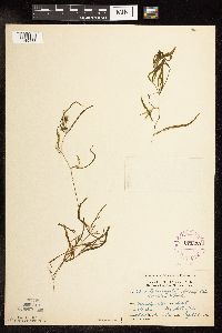 Potamogeton obtusifolius image