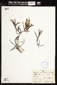 Potamogeton obtusifolius image