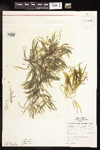 Potamogeton obtusifolius image