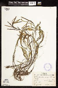 Potamogeton obtusifolius image