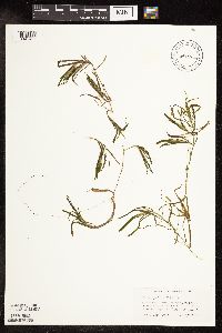Potamogeton obtusifolius image