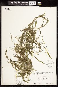 Potamogeton obtusifolius image