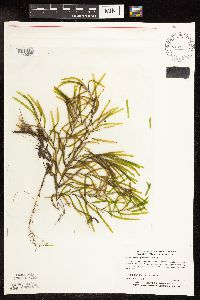 Potamogeton obtusifolius image
