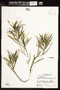 Potamogeton obtusifolius image