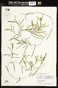 Potamogeton obtusifolius image
