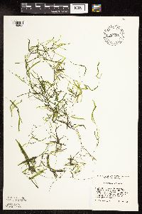 Descurainia pinnata image