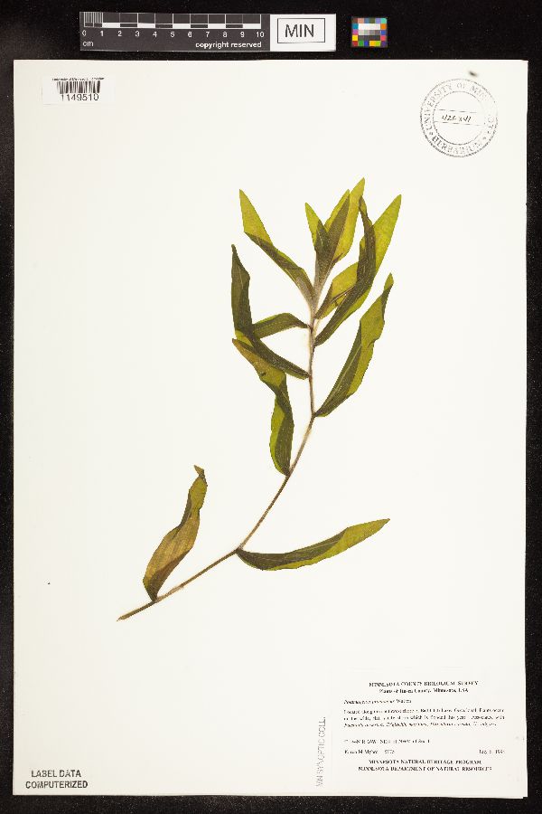 Potamogeton praelongus image