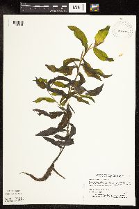 Potamogeton praelongus image