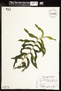 Potamogeton praelongus image