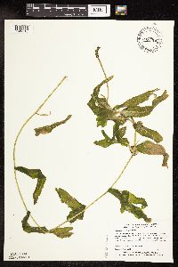 Potamogeton praelongus image