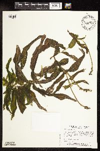 Potamogeton praelongus image