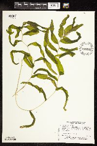 Potamogeton praelongus image