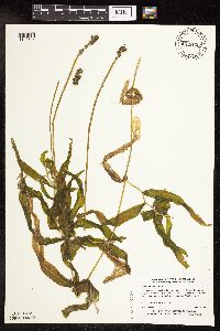 Potamogeton praelongus image